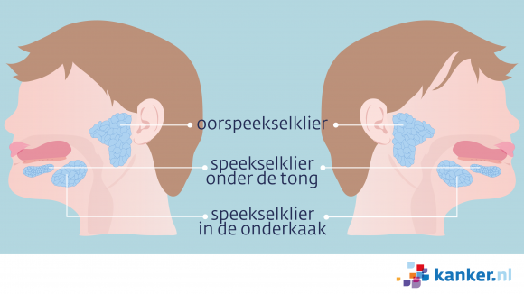Informatie over de speekselklieren | Kanker.nl